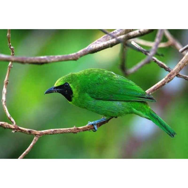 Burung Cucak Ijo Jatim Nopeng Body Jumbo Bondol