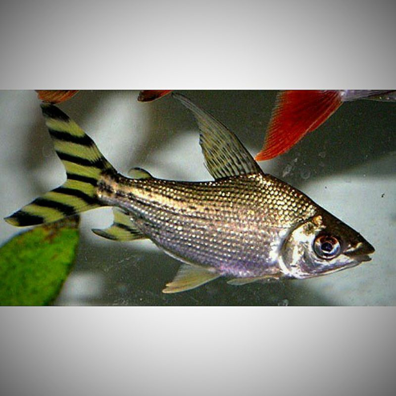 ikan hias yelow feifeng flagtail