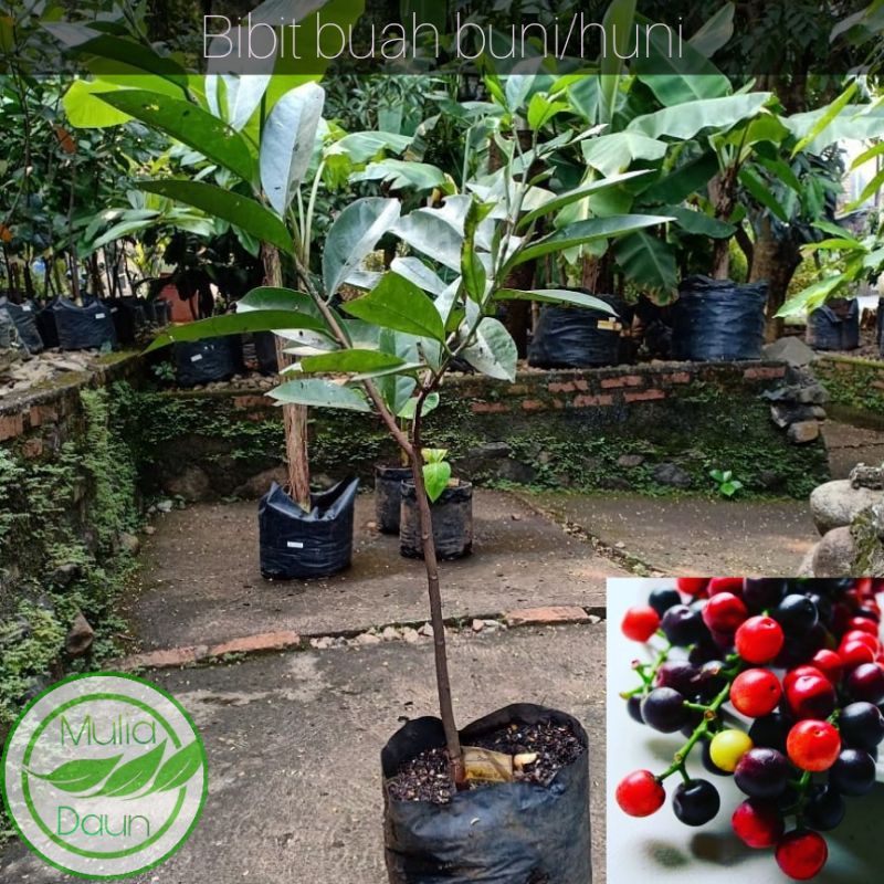 Bibit tanaman buni/Pohon buah huni/langka unik bahan rujak