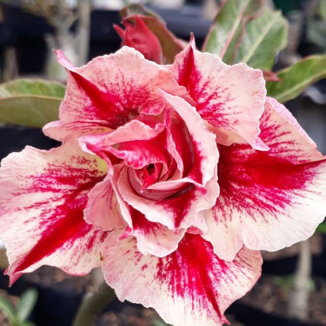 Adenium bunga tumpuk 3 pohon warna berbeda
