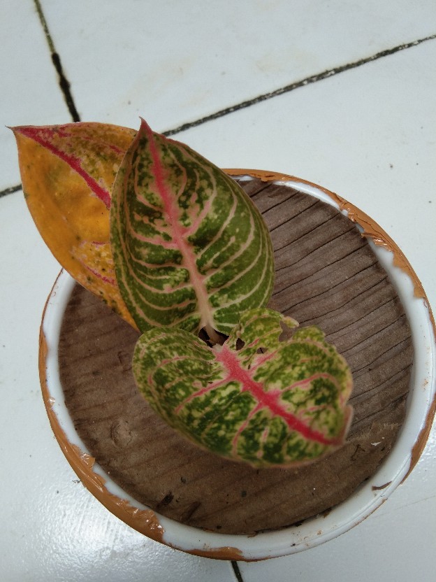 Bibit Aglonema Legacy Mangkok 2-3 Daun