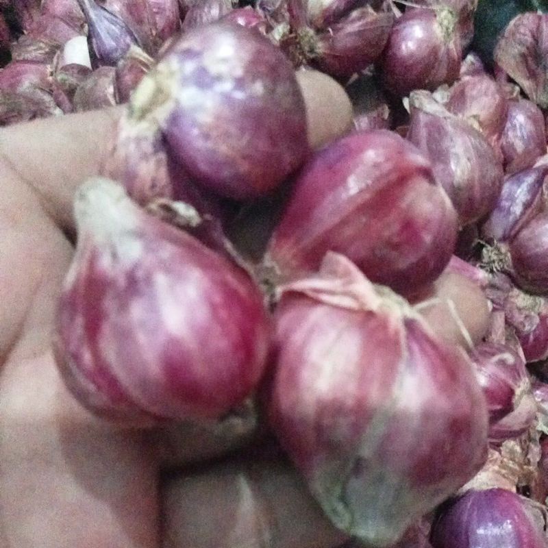 BAWANG MERAH BREBES PILIHAN BESAR 1KG