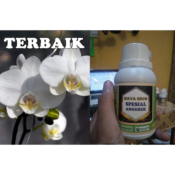 PUPUK BUNGA ANGGREK BULAN