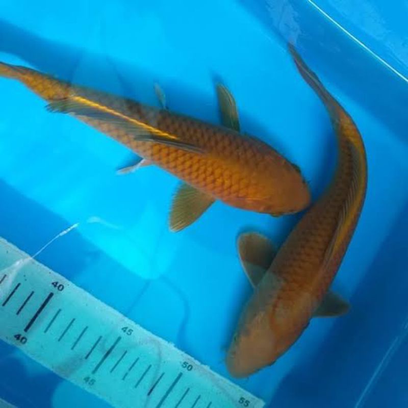 ikan koi chagoi tembaga ukuran 22-24cm