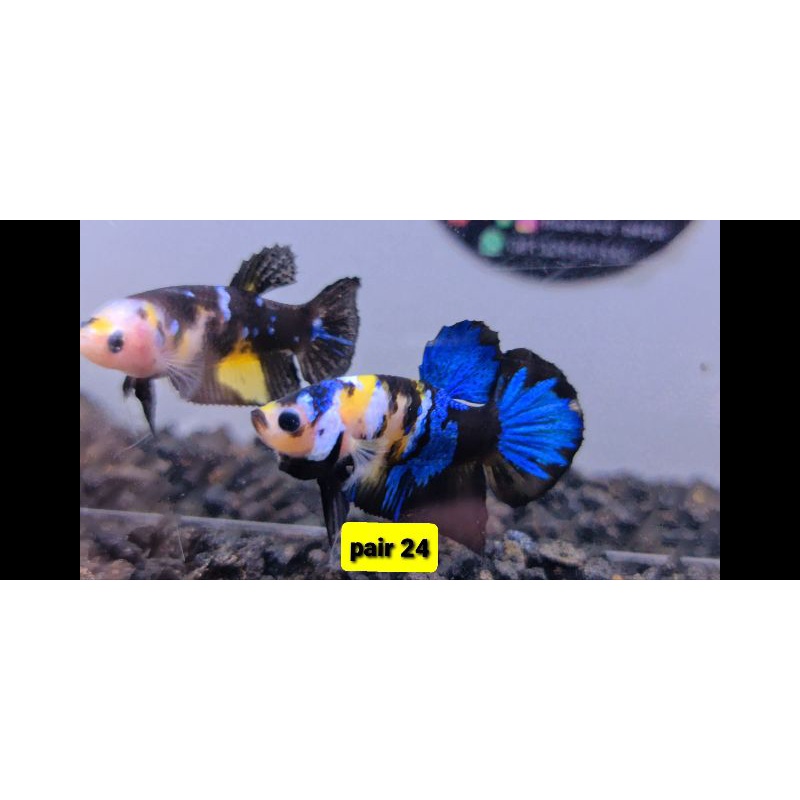 ikan cupang sepasang yellowbase thailand/yellow banana pair 24