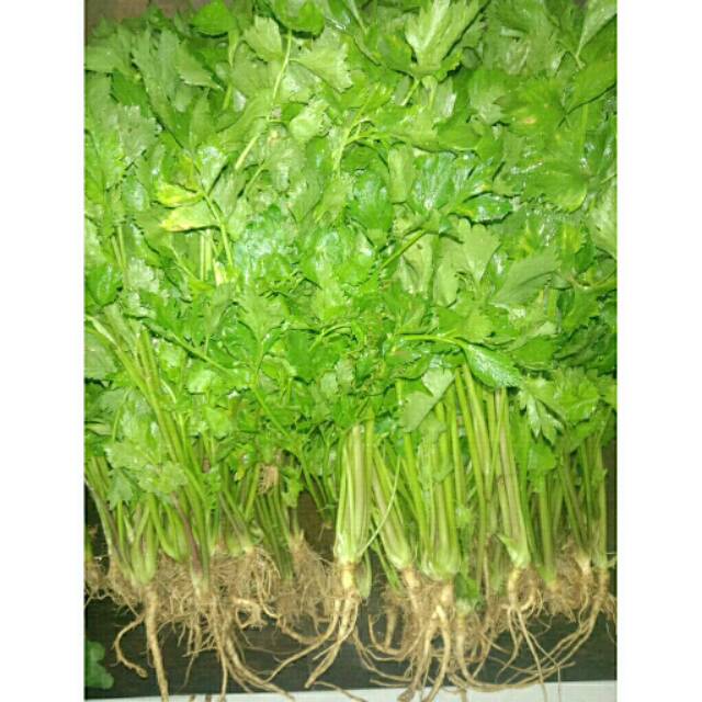 Seledri/celery /100gram