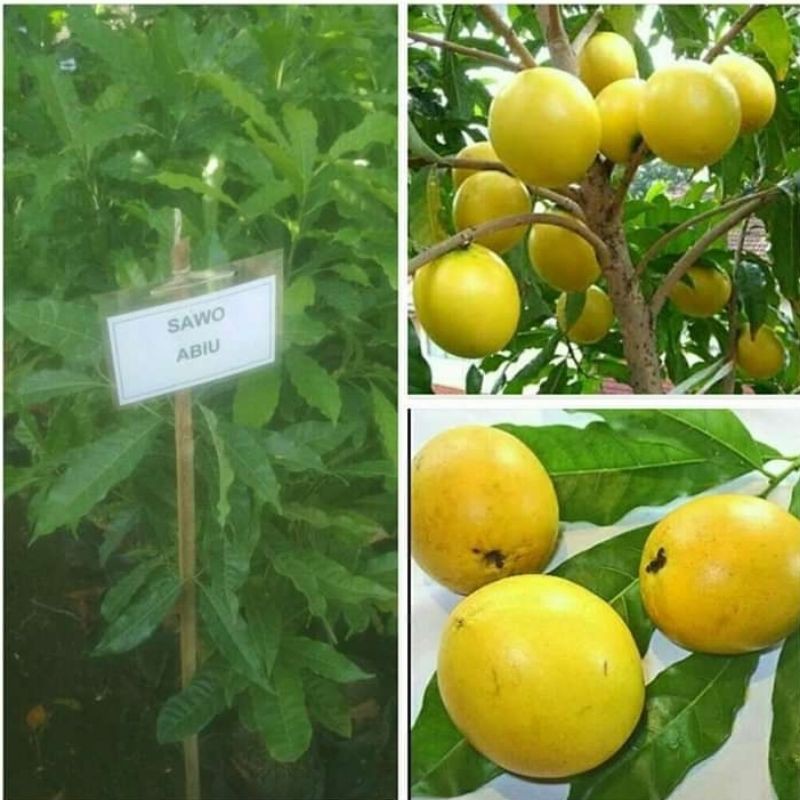bibit buah sawo abiu unggulan