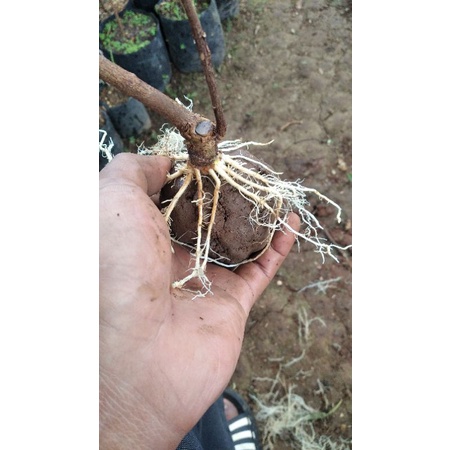 cangkokan bahan bonsai anting putri