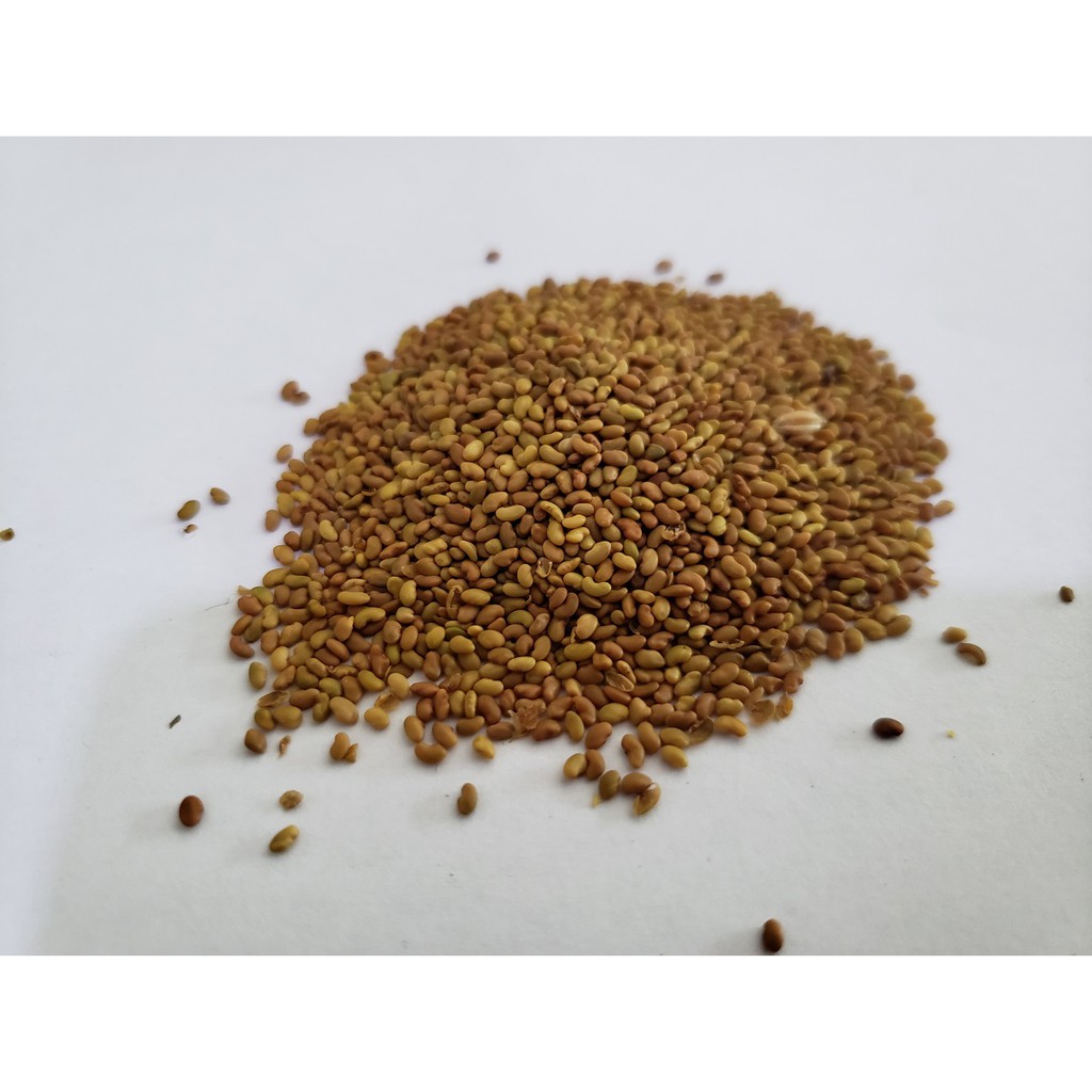 Bibit Alfalfa 100gram