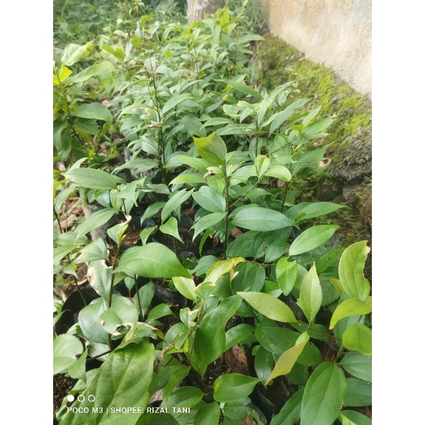 Bibit kayu manis kulit manis