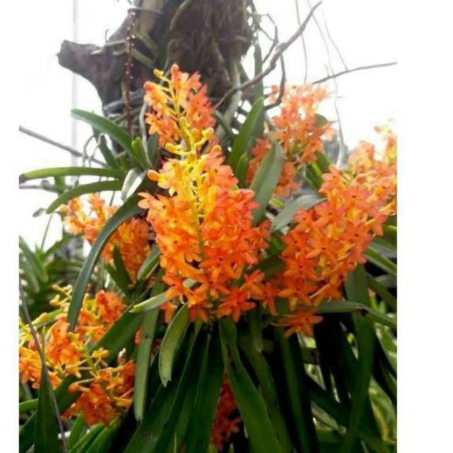 murah anggrek vanda ascocentrum miniatum
