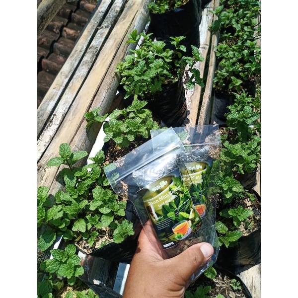 MINT TEA ATAU DAUN MINT KERING DAN FULL DAUN MINT TAMPA ADA BATANG NYA