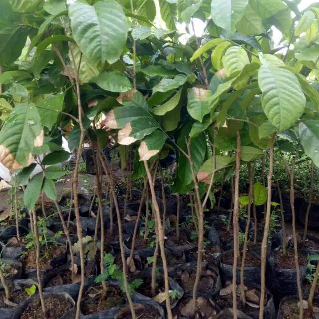 Bibit duku tanpa biji