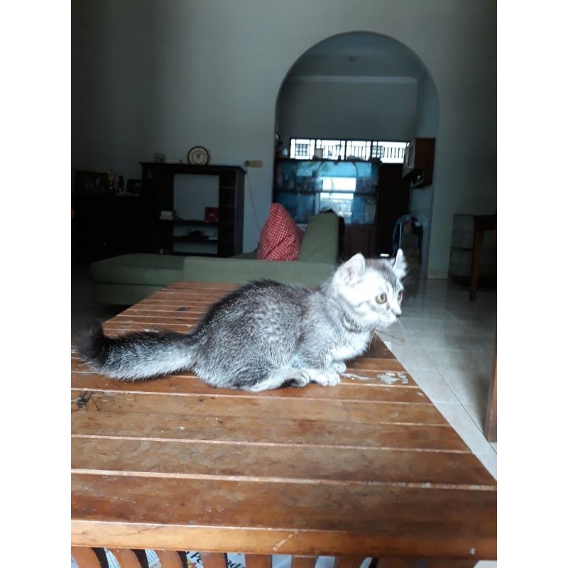 kinkalow betina standart