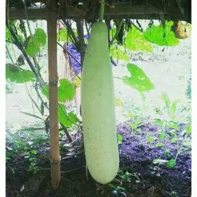 Biji benih labu air sayur