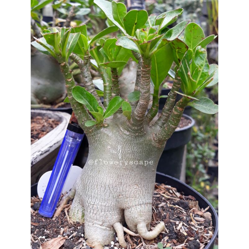 adenium godji