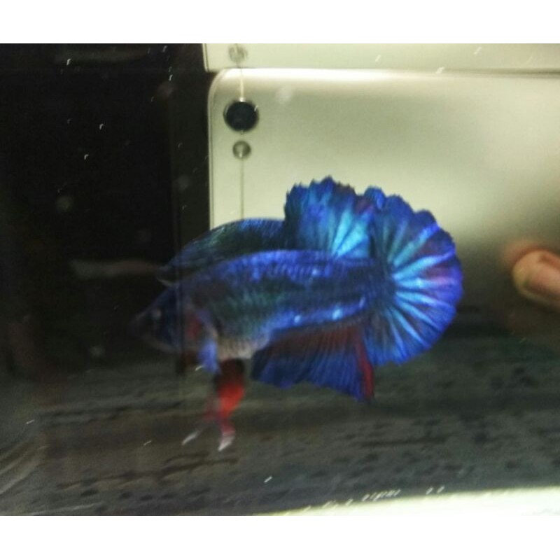 CUPANG PLAKAT BESGEL AVATAR BBL