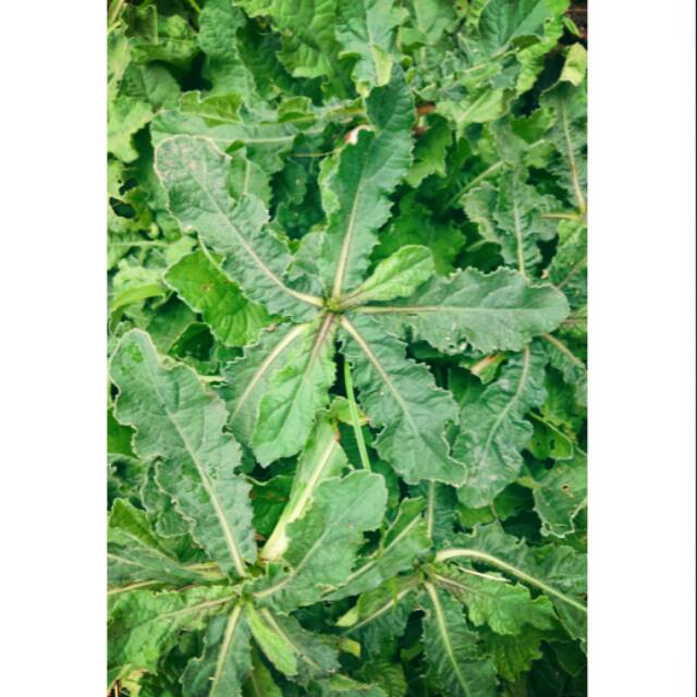 

Tapak Liman Segar 500gr