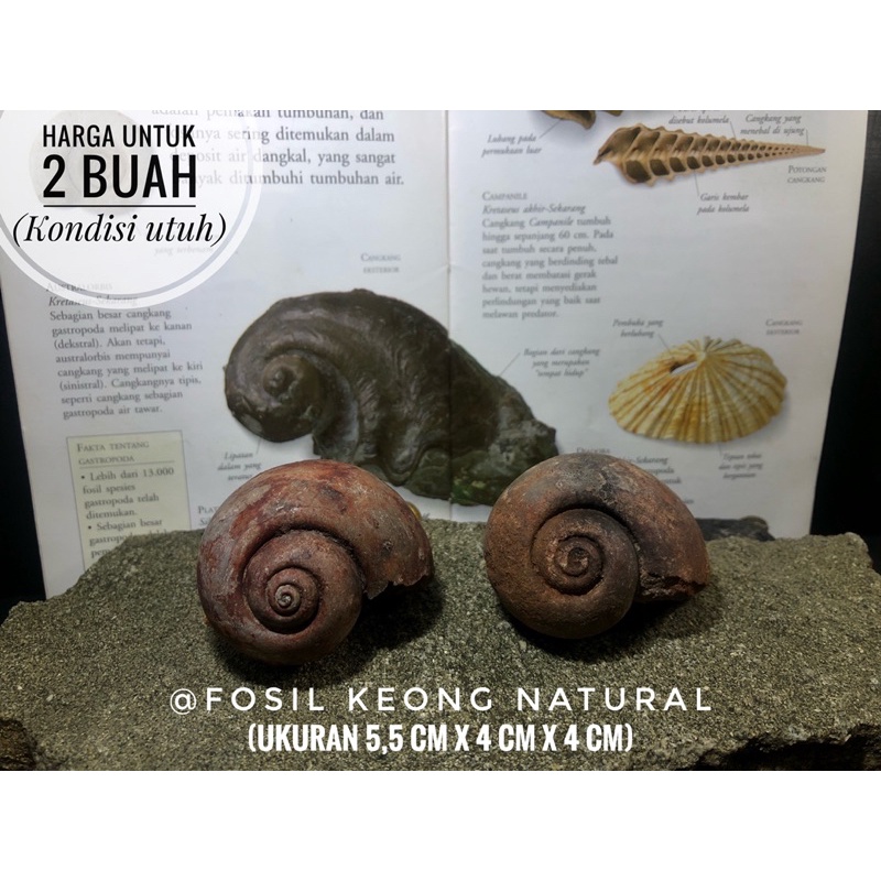 Fosil keong merah purba B50 atau fosil kerang hitam atau fosil kol