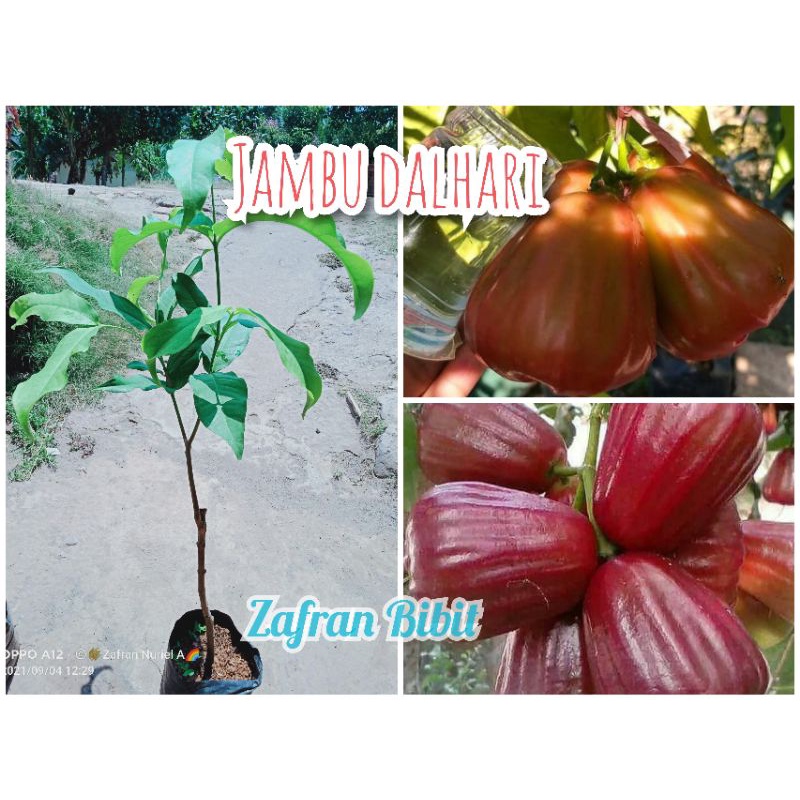 Bibit jambu Air dalhari siap berbuah Okulasi stek