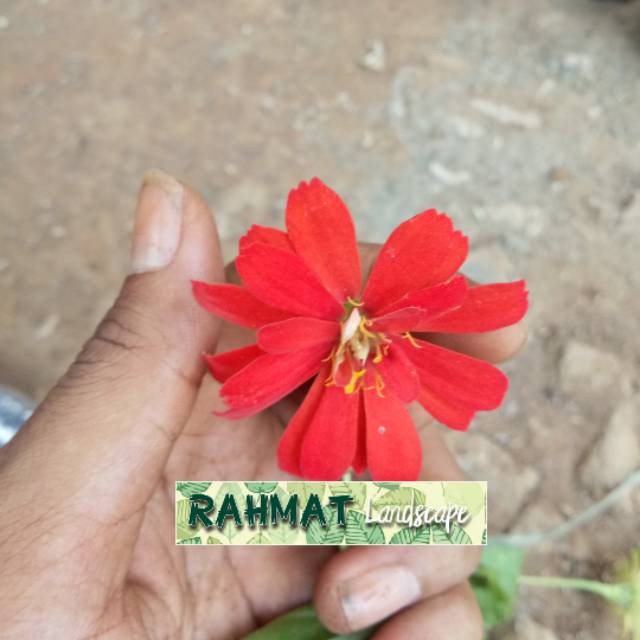 Tanaman hias bunga zinnia - tanaman hias kembang kertas bunga merah - tanaman bunga kertas - bunga
