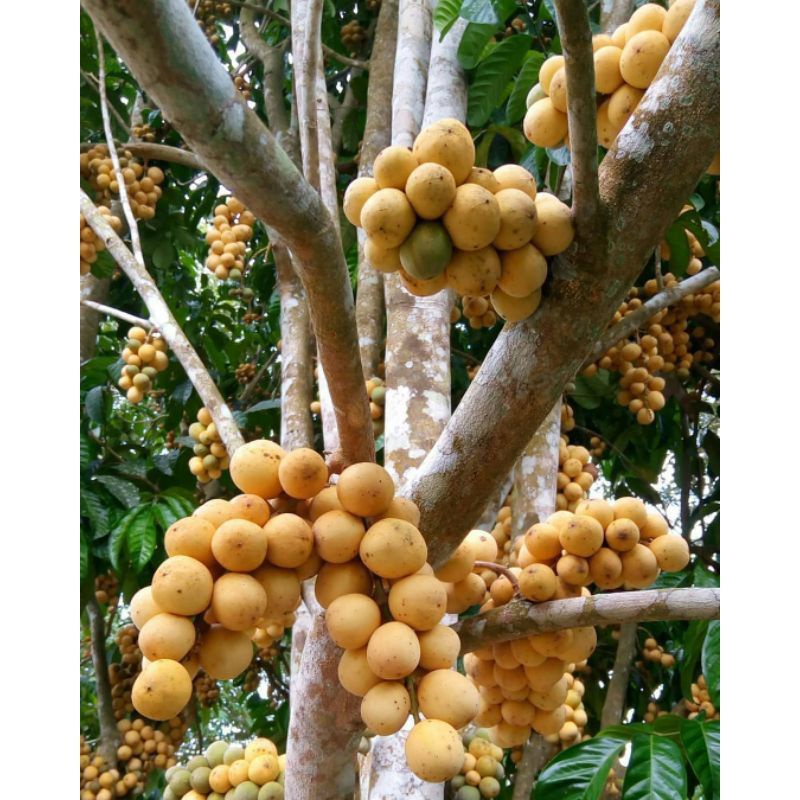Bibit duku tanpa biji cepat berbuah