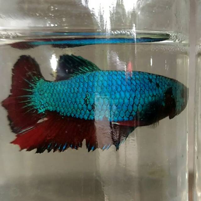 Cupang plakat avatar(ready pair)