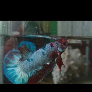 Ikan Cupang Hias Plakat Fancy