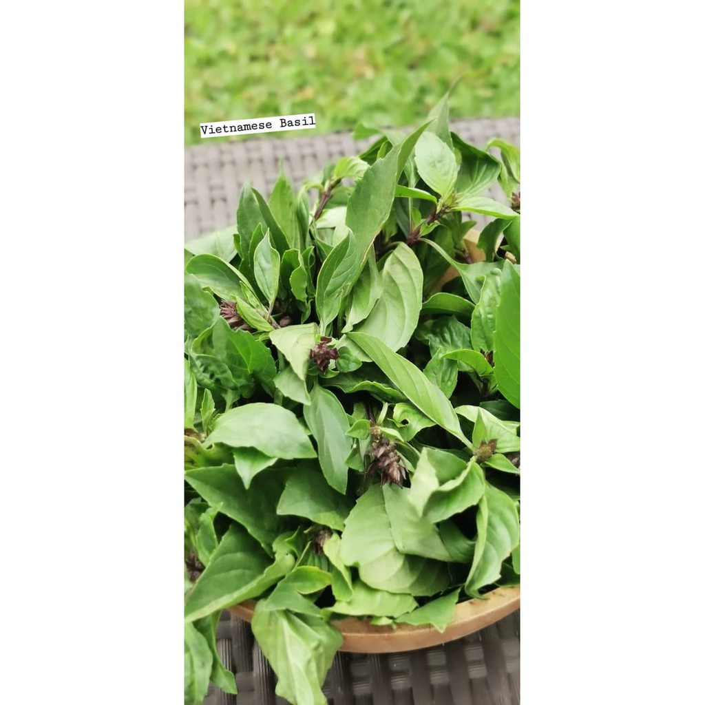 

Basil Vietnam Organik 100gr