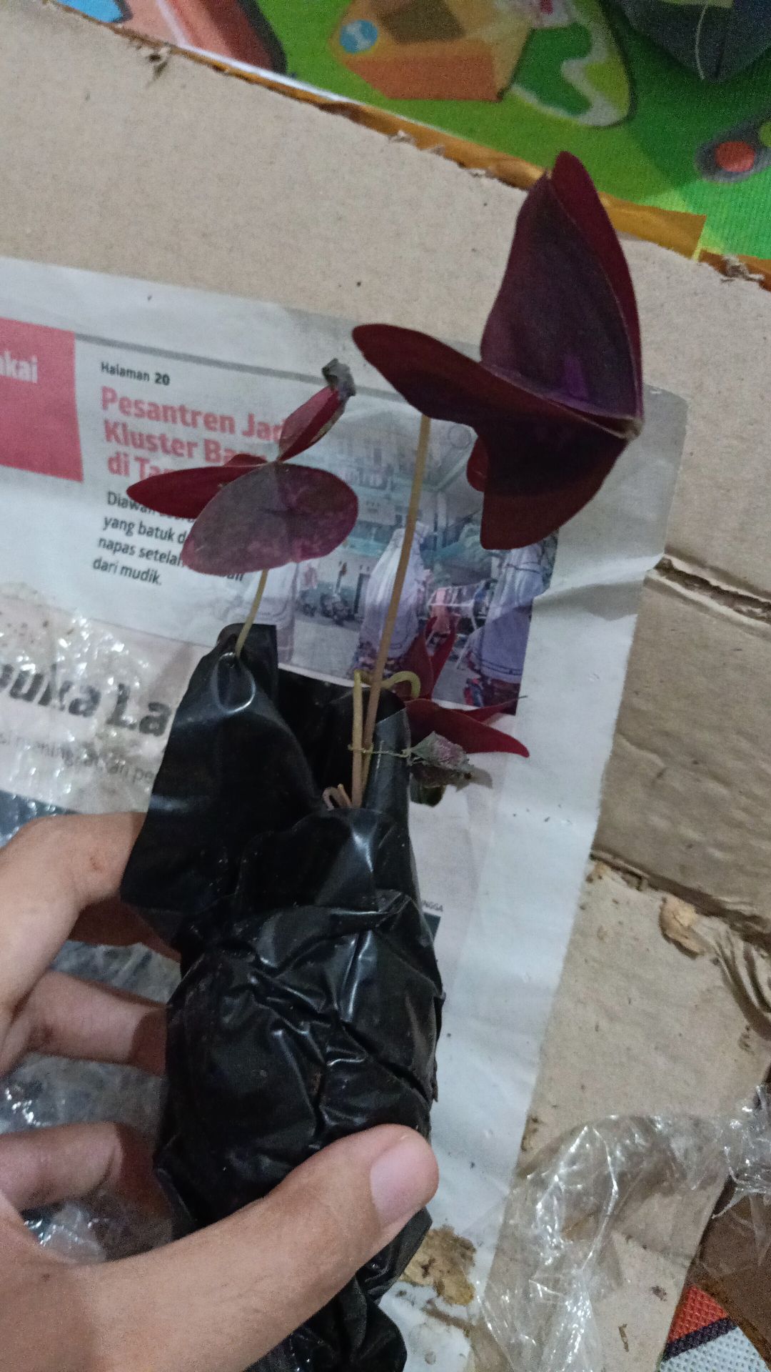 Tanaman Hias Gantung Kupu Kupu - Oxalis Triangularis