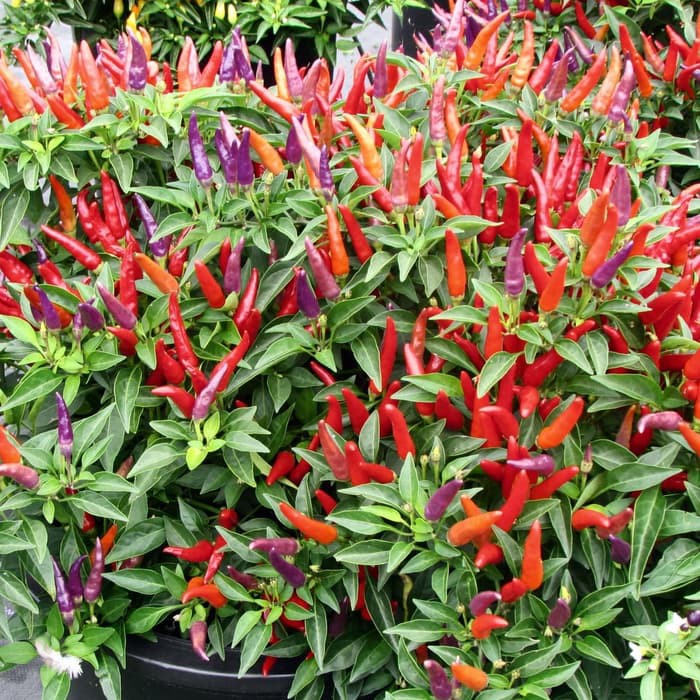 Benih Bibit Biji - Cabai Sangria Confetti Ornamental Cabe Rainbow Pepper Seeds