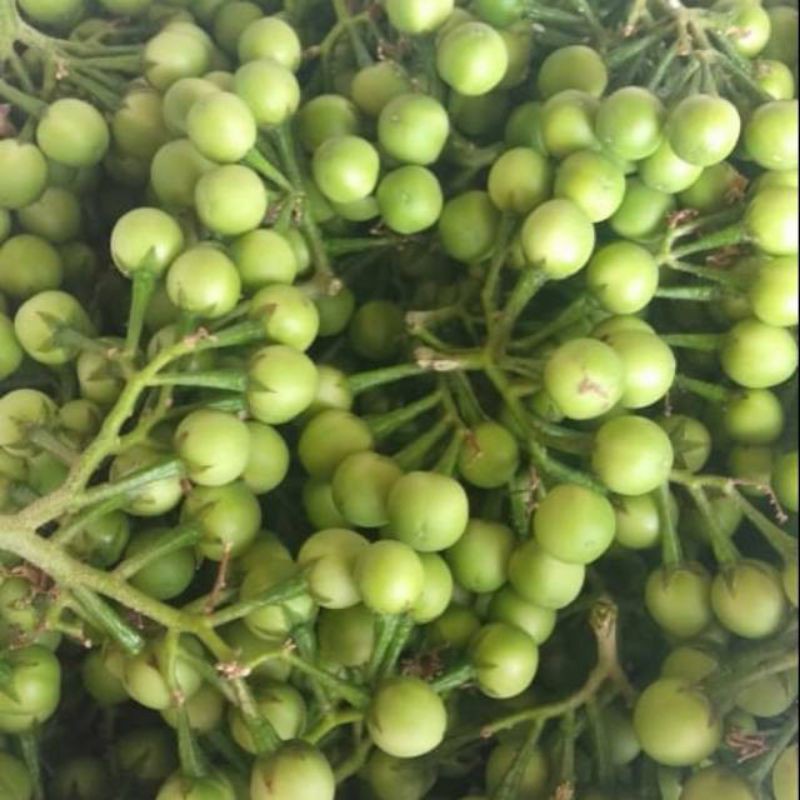 Buah Rimbang Takokak Cepokak Pokak Terung Pipit Solanum Torvum KB Mata
