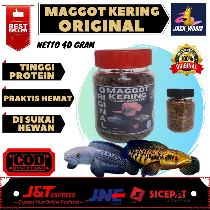 Maggot Kering Original Ikan Channa Maru Yellow Sentarum Auranti Limbata Pulchra Oscar Tiger Batik Al