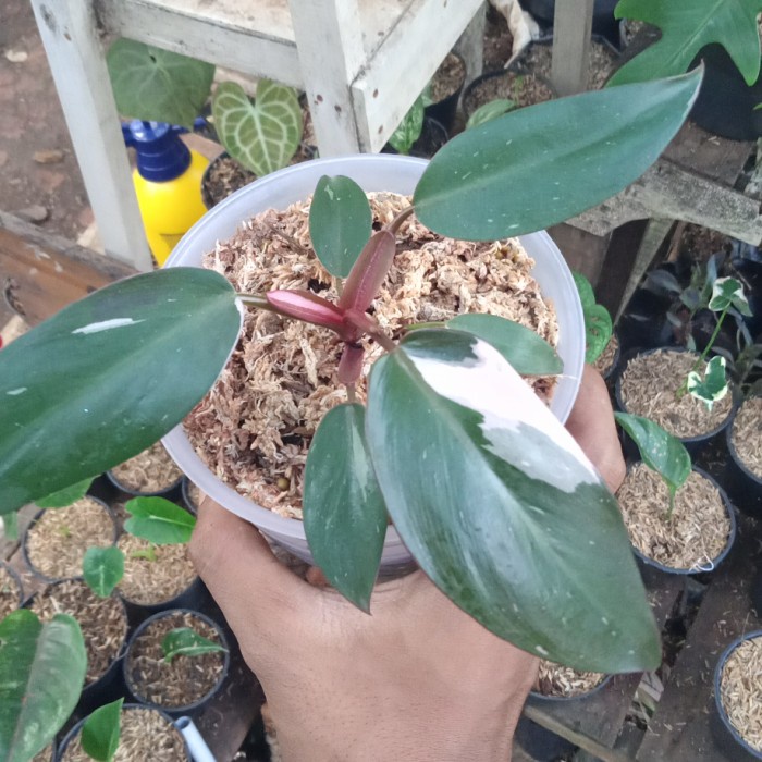 philodendron pink princess