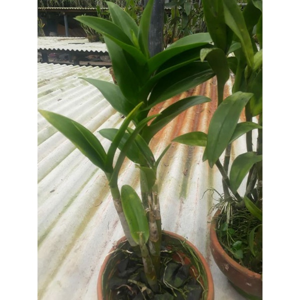 Dendro Pasca Bunga Besar