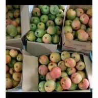 

Mangga Gedong Gincu PL(No 2 Mangga Kecil) Khas Indramayu