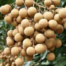 

kelengkeng