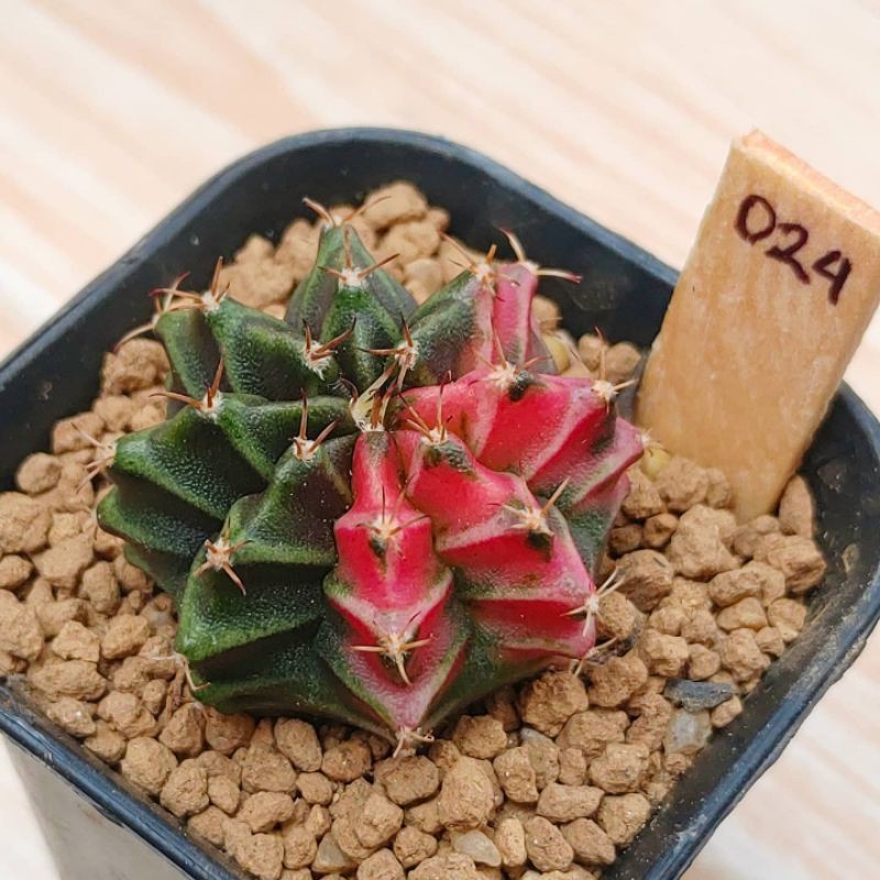 gymno miha hybrid variegata 024