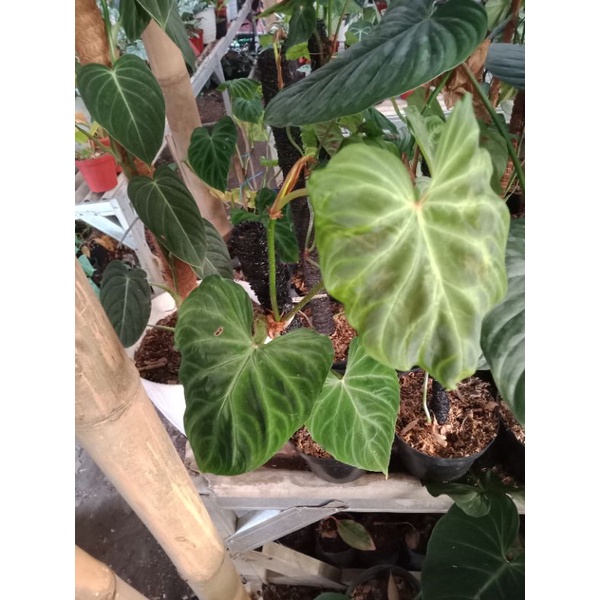 TANAMAN HIAS PHILODENDRON VERU REAL PICT