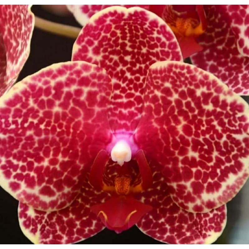 anggrek bulan dewasa red (merah cabai yerang)