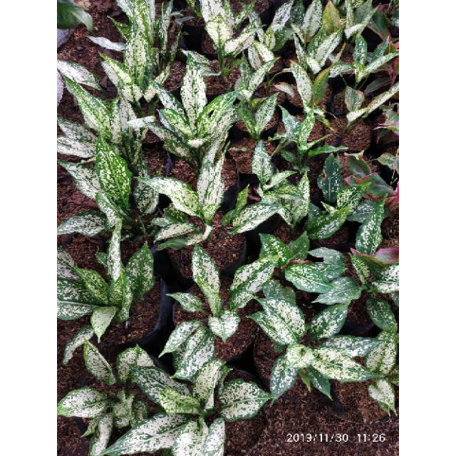 Tanaman bibit aglonema snow white