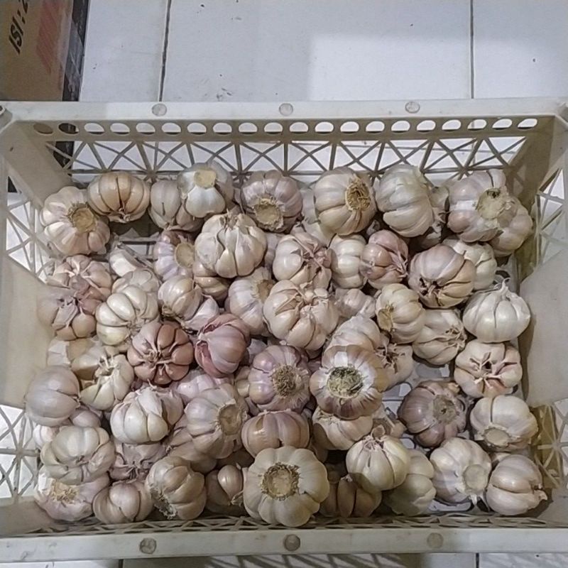 

Bawang Putih Kupas Bersih