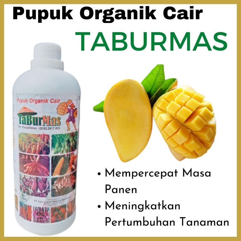 Pupuk Perangsang Buah Mangga, Pupuk Mangga Agar Cepat Berbuah