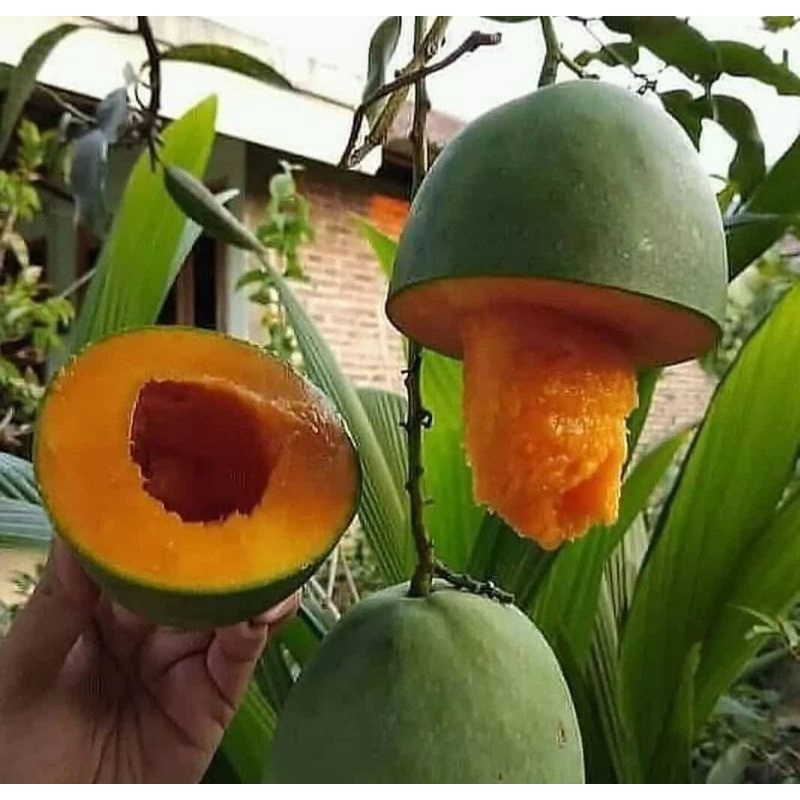 Mangga alpukat/Tabulampot/bibit unggul