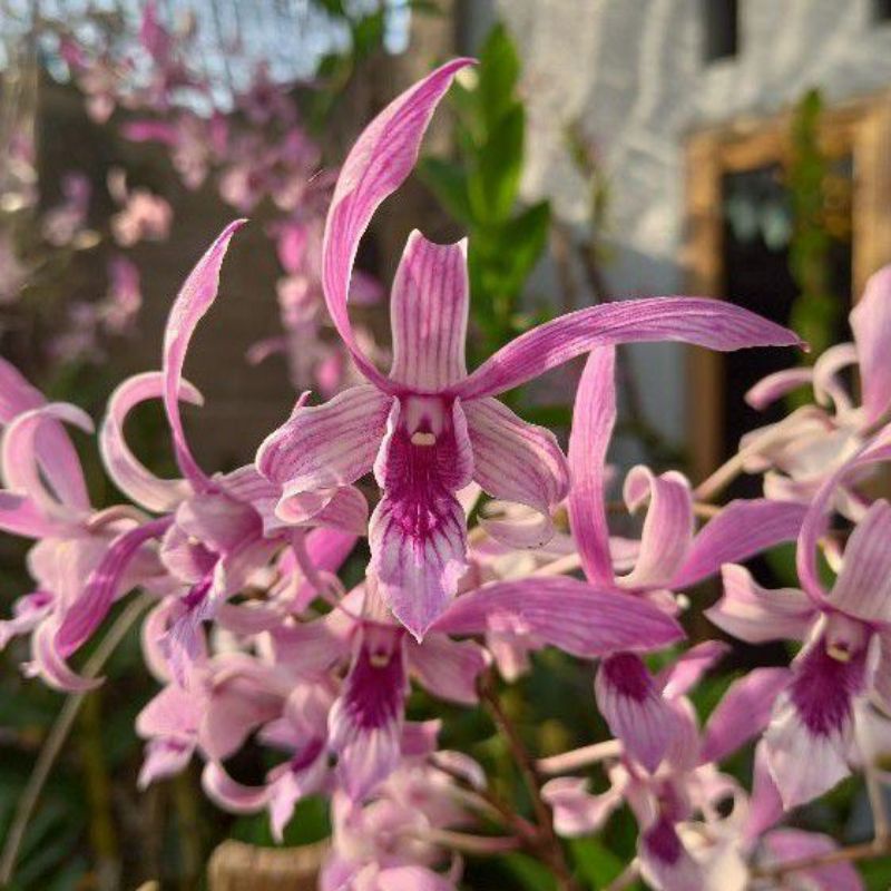 ID ANGGREK DENDROBIUM ROSEMERY