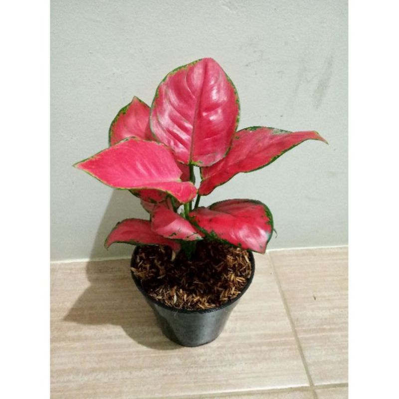 Anakan Aglonema Red Anjamani Rimbun / Red Anja rimbun
