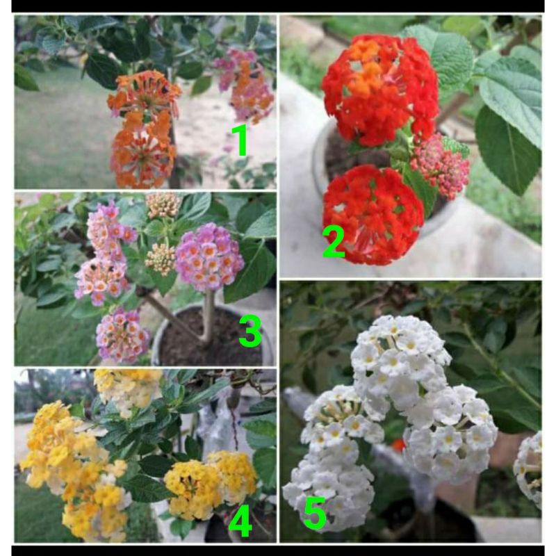 BIBIT TANAMAN HIAS LANTANA