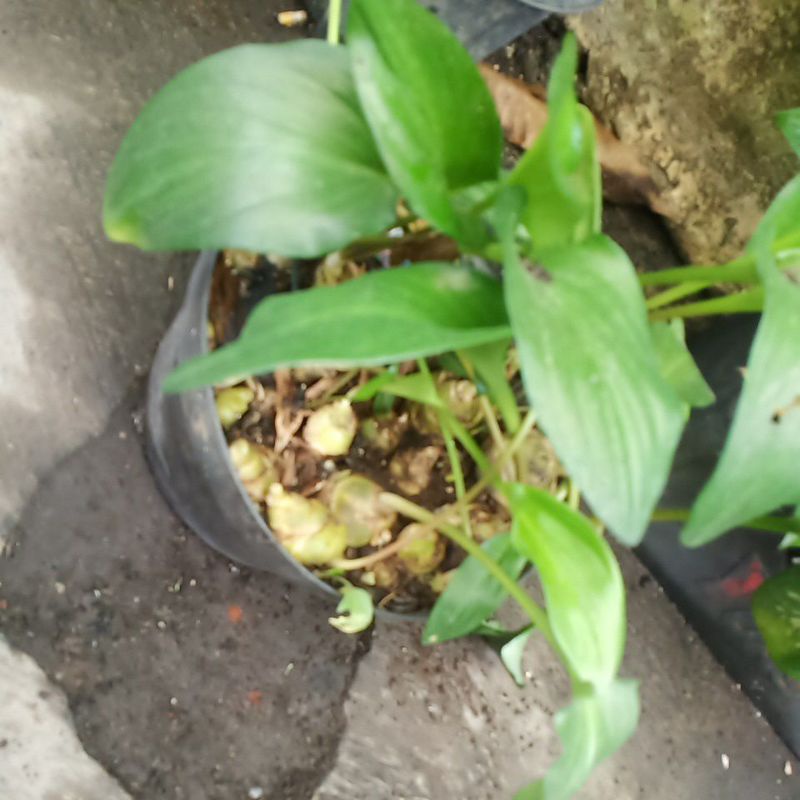 pilo katak jenis rumpun pilo ada bijinya tinggal tanam dah pisahkan bisa