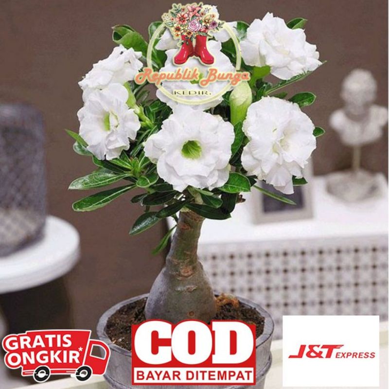 adenium kamboja jepang bunga Putih