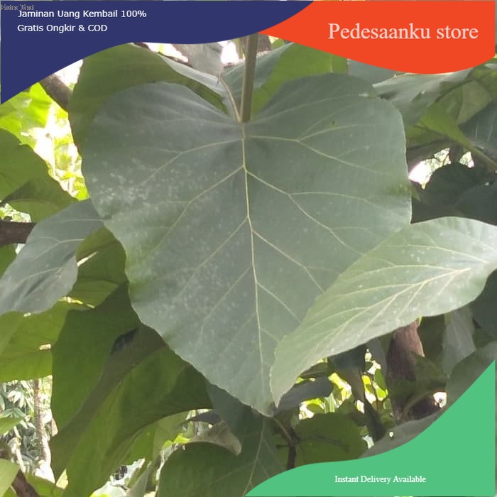 

Terlaris daun jati/daun jati segar 1 kg COD